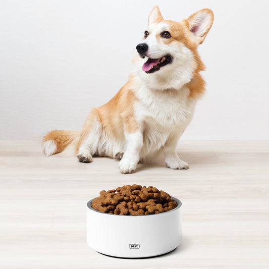 Welcome to BestDogBowls.com: Where Quality Meets Style for Dog Bowls