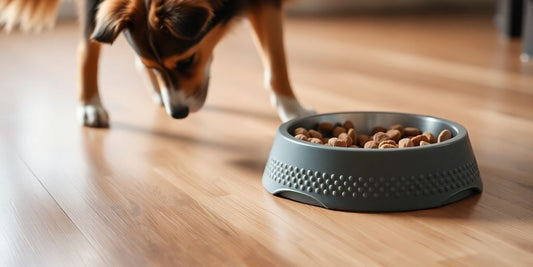Non-slip dog bowl on hardwood floor with kibble inside.